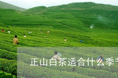 正山白茶适合什么季节喝/2023102698371