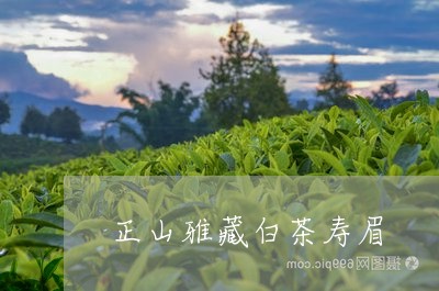 正山雅藏白茶寿眉/2023062245036