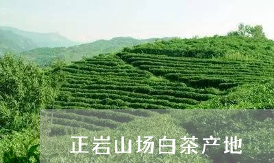 正岩山场白茶产地/2023062212616