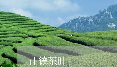 正德茶叶/2023121992027