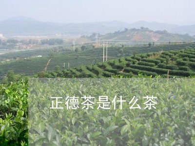 正德茶是什么茶/2023042905554