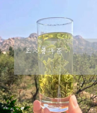 正沁普洱茶/2023090649693