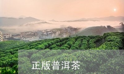 正版普洱茶/2023090562906