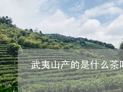 武夷山产的是什么茶叶/2023061098360