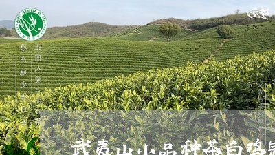 武夷山小品种茶白鸡冠/2023092049493