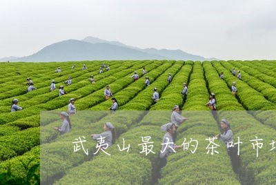 武夷山最大的茶叶市场/2023092330584