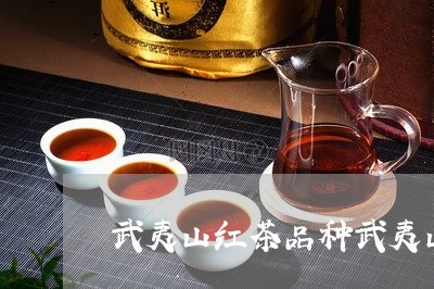 武夷山红茶品种武夷山茶叶品种图片/2023060449582