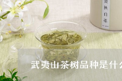 武夷山茶树品种是什么/2023060939594