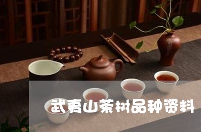 武夷山茶树品种资料/2023042356040