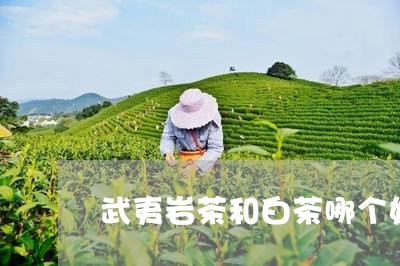 武夷岩茶和白茶哪个好/2023100176350