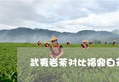 武夷岩茶对比福鼎白茶/2023091563827