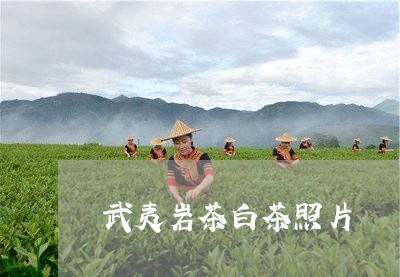 武夷岩茶白茶照片/2023062270404