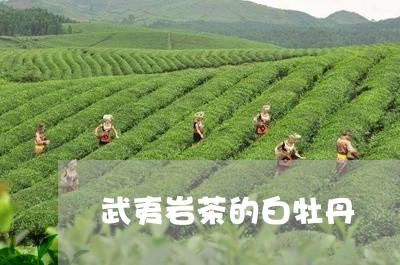 武夷岩茶的白牡丹/2023090694604