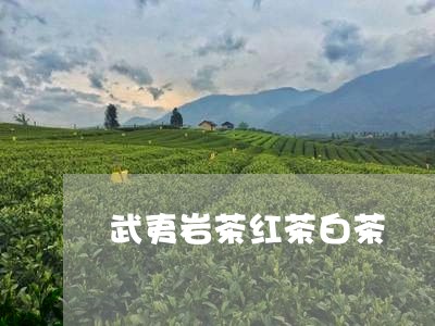 武夷岩茶红茶白茶/2023062246362