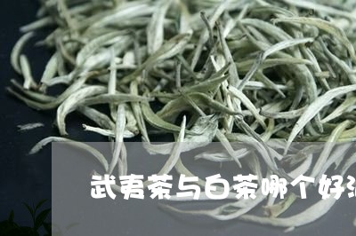 武夷茶与白茶哪个好泡/2023100165848