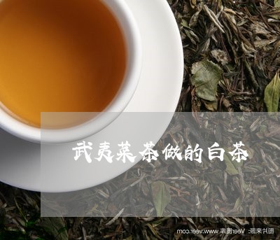 武夷菜茶做的白茶/2023062203168