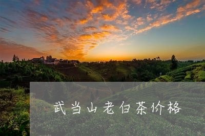 武当山老白茶价格/2023062245272