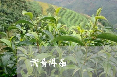武普洱茶/2023121868582