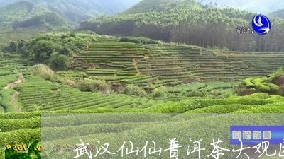 武汉仙仙普洱茶大观园/2023061718370