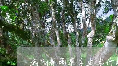 武阳春雨茶千丈岩价格/2023071550572