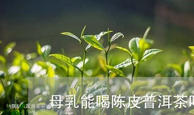 母乳能喝陈皮普洱茶吗/2023062399493