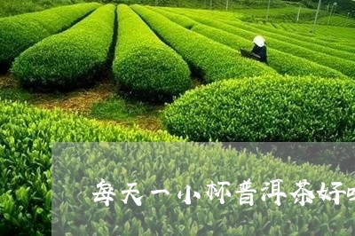 每天一小杯普洱茶好吗/2023092636050