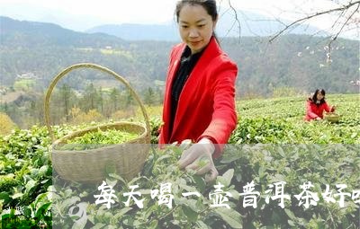 每天喝一壶普洱茶好吗/2023092704268