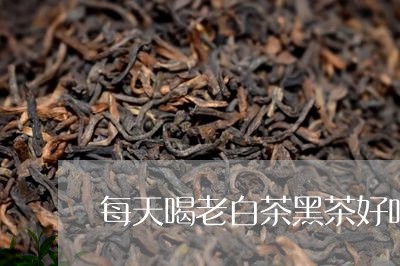 每天喝老白茶黑茶好吗/2023100164136