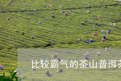 比较霸气的茶山普洱茶/2023100595037