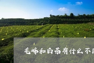 毛峰和白茶有什么不同/2023100114037