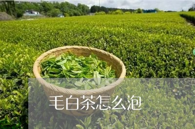 毛白茶怎么泡/2023070104248