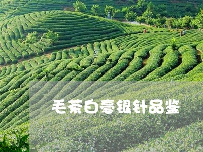 毛茶白毫银针品鉴/2023090722806