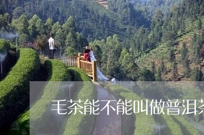 毛茶能不能叫做普洱茶/2023062249280