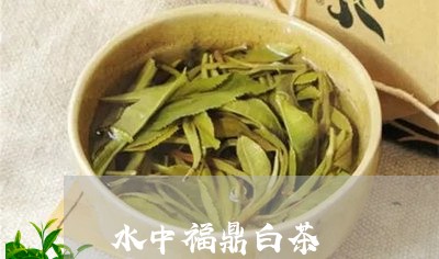 水中福鼎白茶/2023082640492