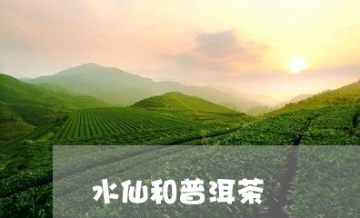 水仙和普洱茶/2023042660335