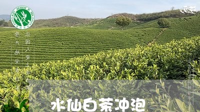 水仙白茶冲泡/2023073050694