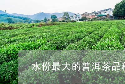 水份最大的普洱茶品种排名/2023112525930