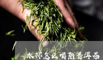 水杯怎么喝熟普洱茶/2023081670738