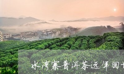 水湾寨普洱茶远年回甘/2023092863240