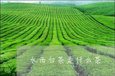 水西白茶是什么茶/2023062220461