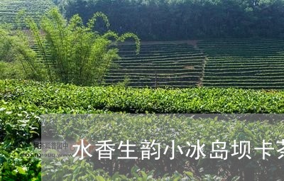 水香生韵小冰岛坝卡茶/2023061247272