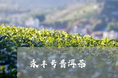 永丰号普洱茶/2023042669353