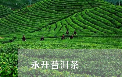 永升普洱茶/2023090546272