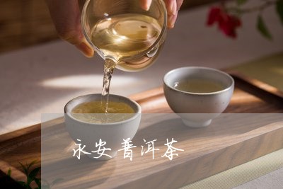 永安普洱茶/2023090569481