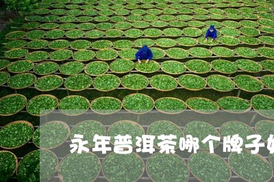 永年普洱茶哪个牌子好/2023080289369