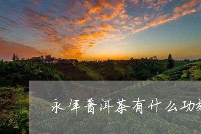 永年普洱茶有什么功效/2023080391605