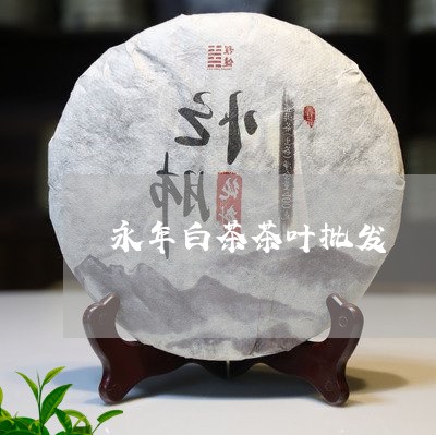 永年白茶茶叶批发/2023062228793