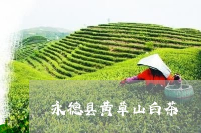 永德县黄草山白茶/2023062287395