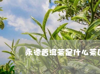 永德普洱茶是什么茶区/2023100843715