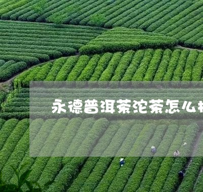 永德普洱茶沱茶怎么样好喝吗/2023121780583